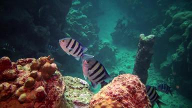 珊瑚礁热带鱼美丽的水下景观热带鱼珊瑚埃及